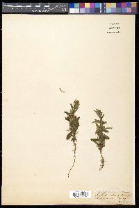 Andrographis echioides image