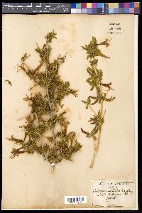Anisacanthus thurberi image