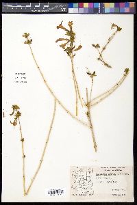 Anisacanthus thurberi image