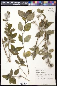 Barleria cristata image