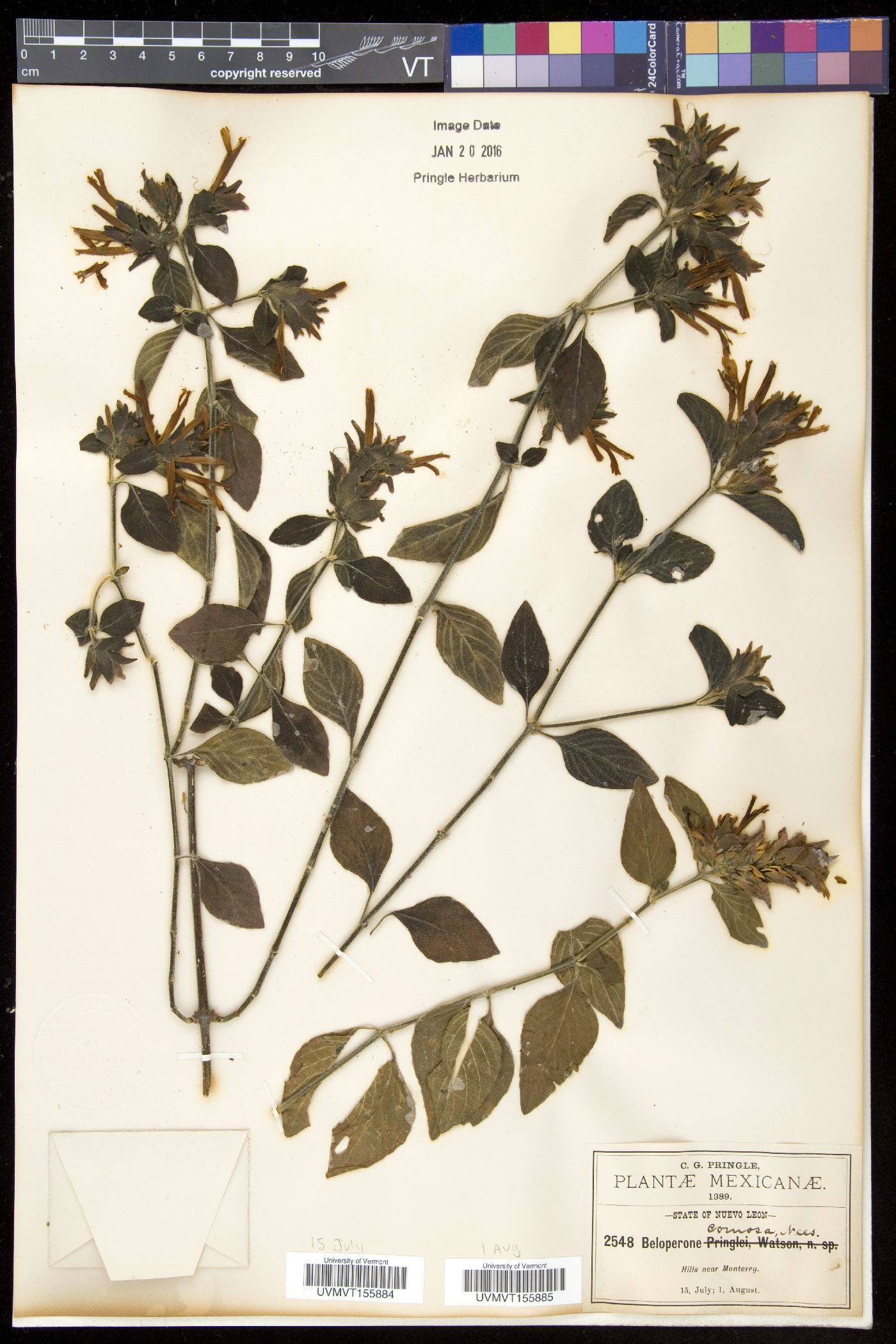 Beloperone image