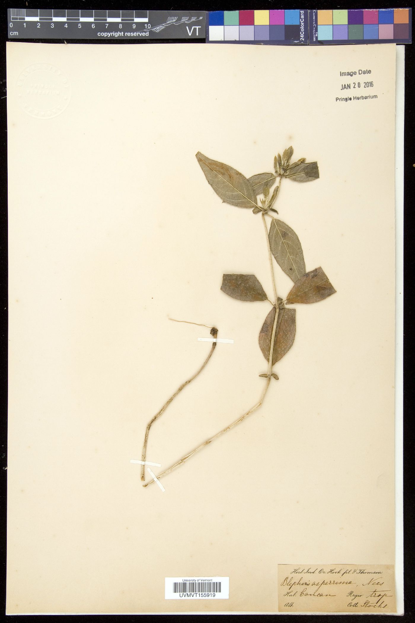 Cynarospermum asperrimum image