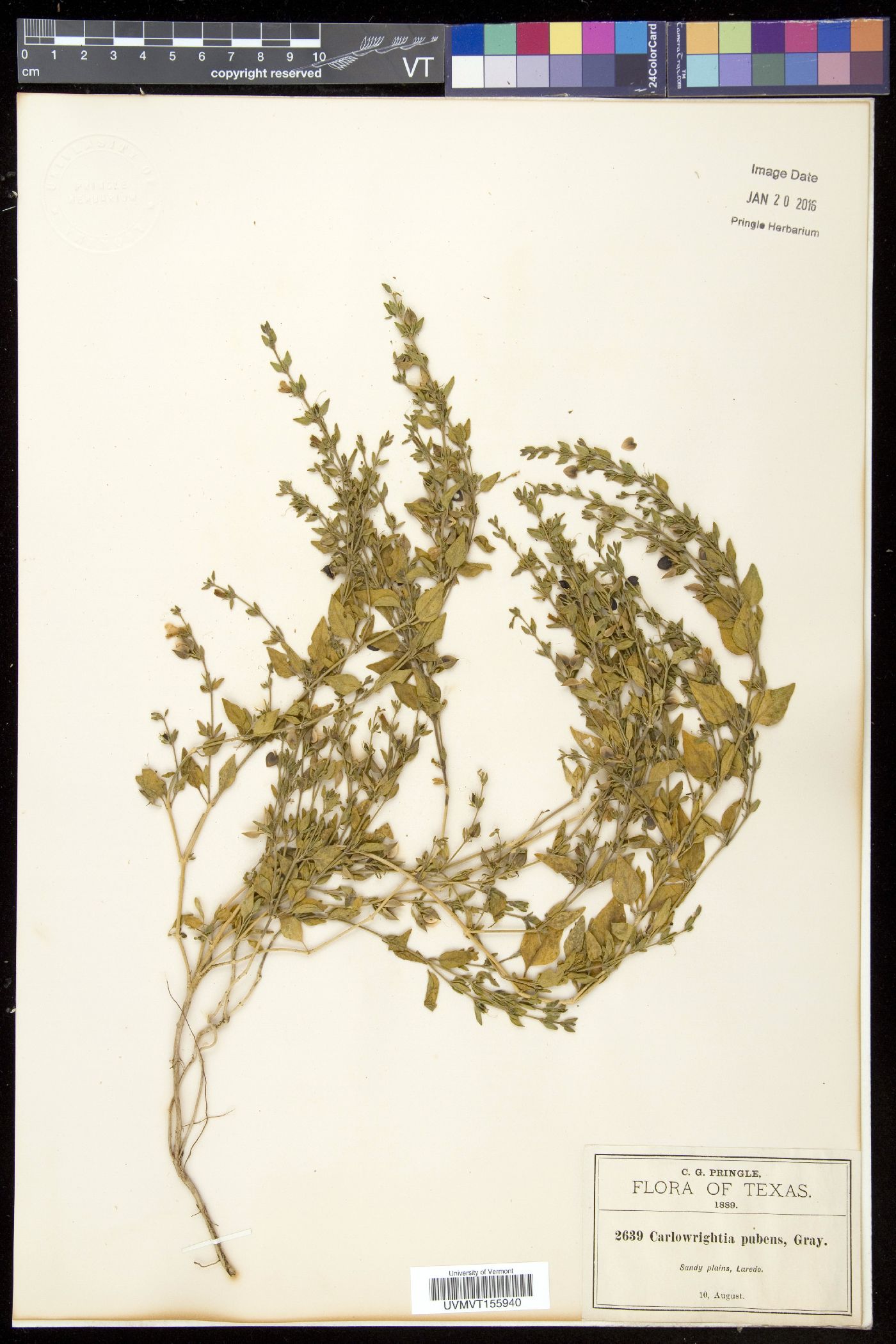 Carlowrightia pubens image