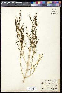 Carlowrightia linearifolia image