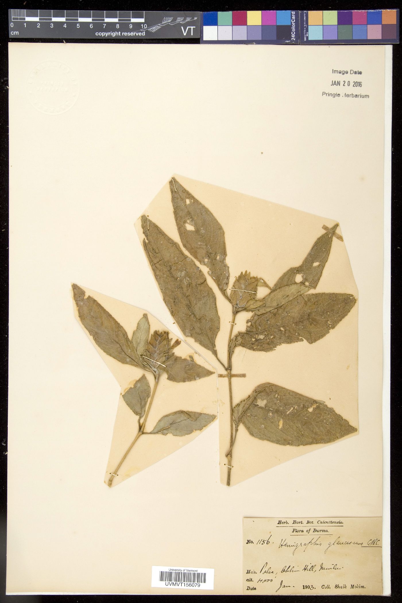 Strobilanthes glaucescens image