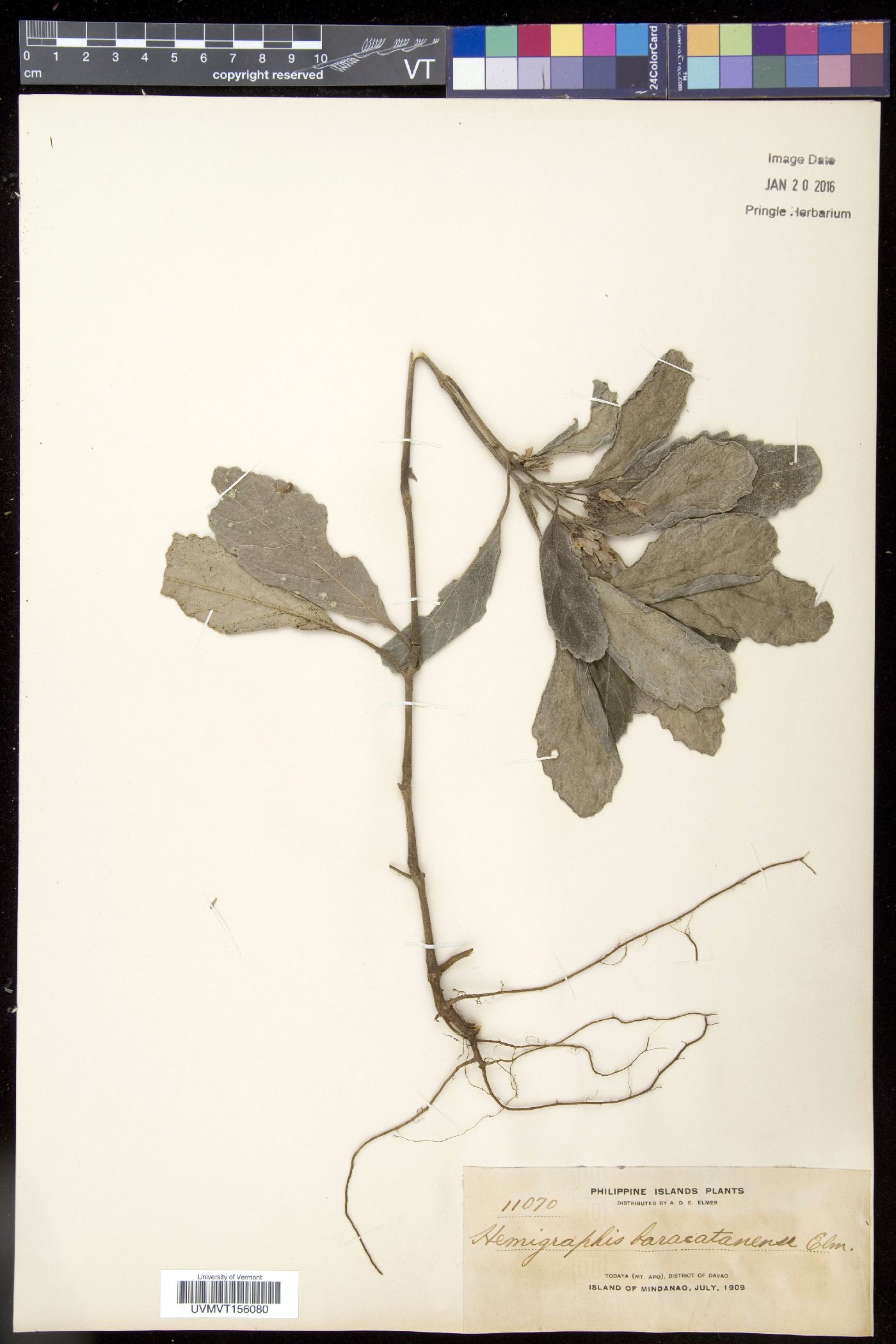 Strobilanthes baracatanensis image