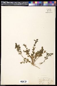 Hygrophila polysperma image