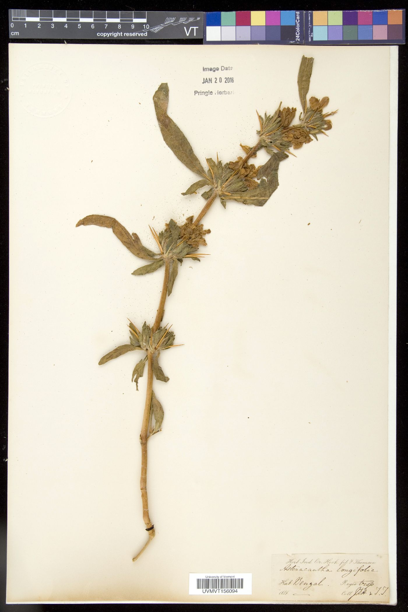 Hygrophila longifolia image