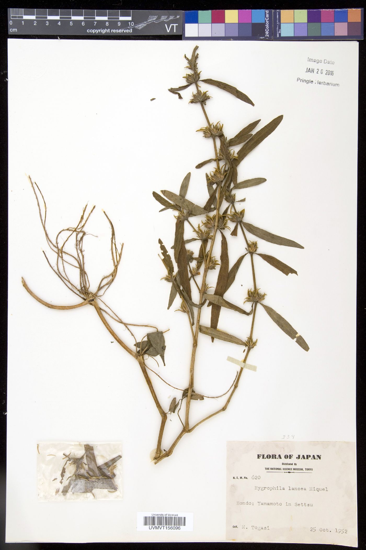 Hygrophila ringens subsp. ringens image
