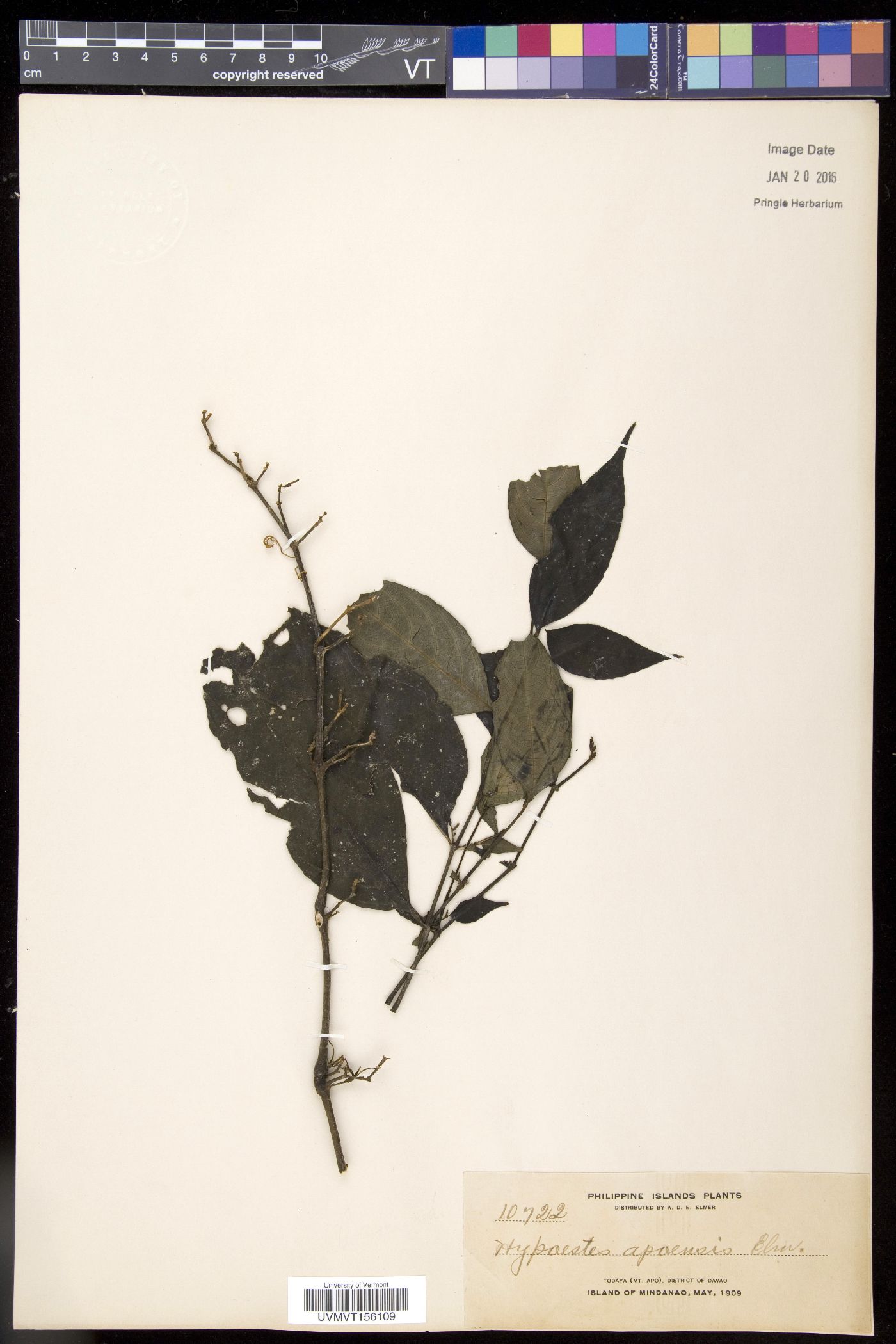 Strobilanthes apoensis image
