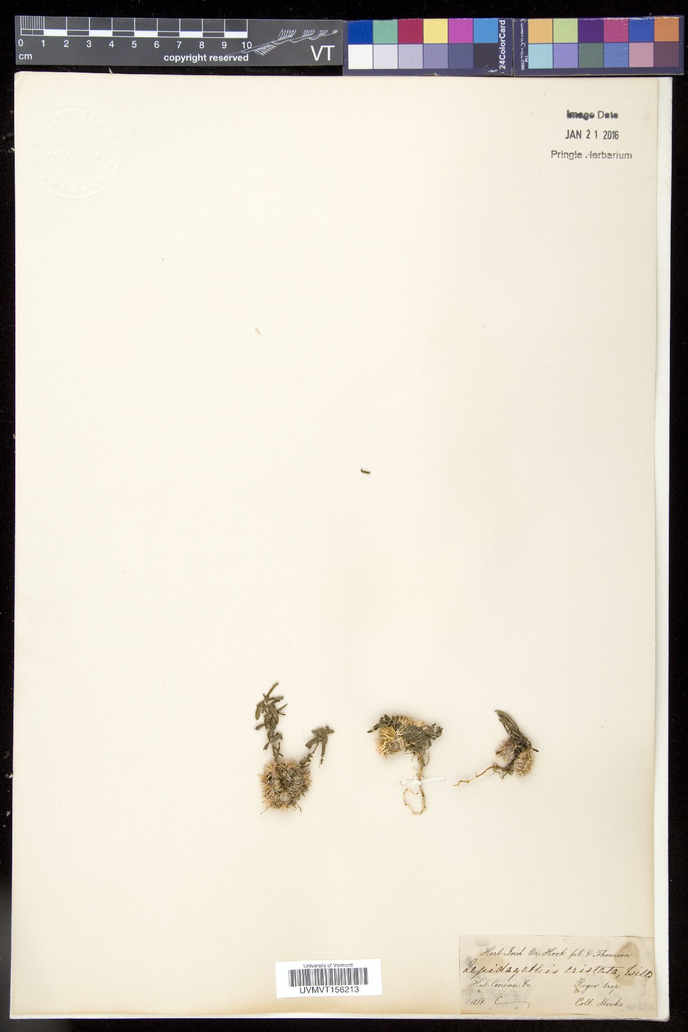 Lepidagathis cristata image