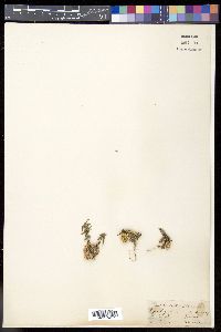 Media resource of Lepidagathis cristata