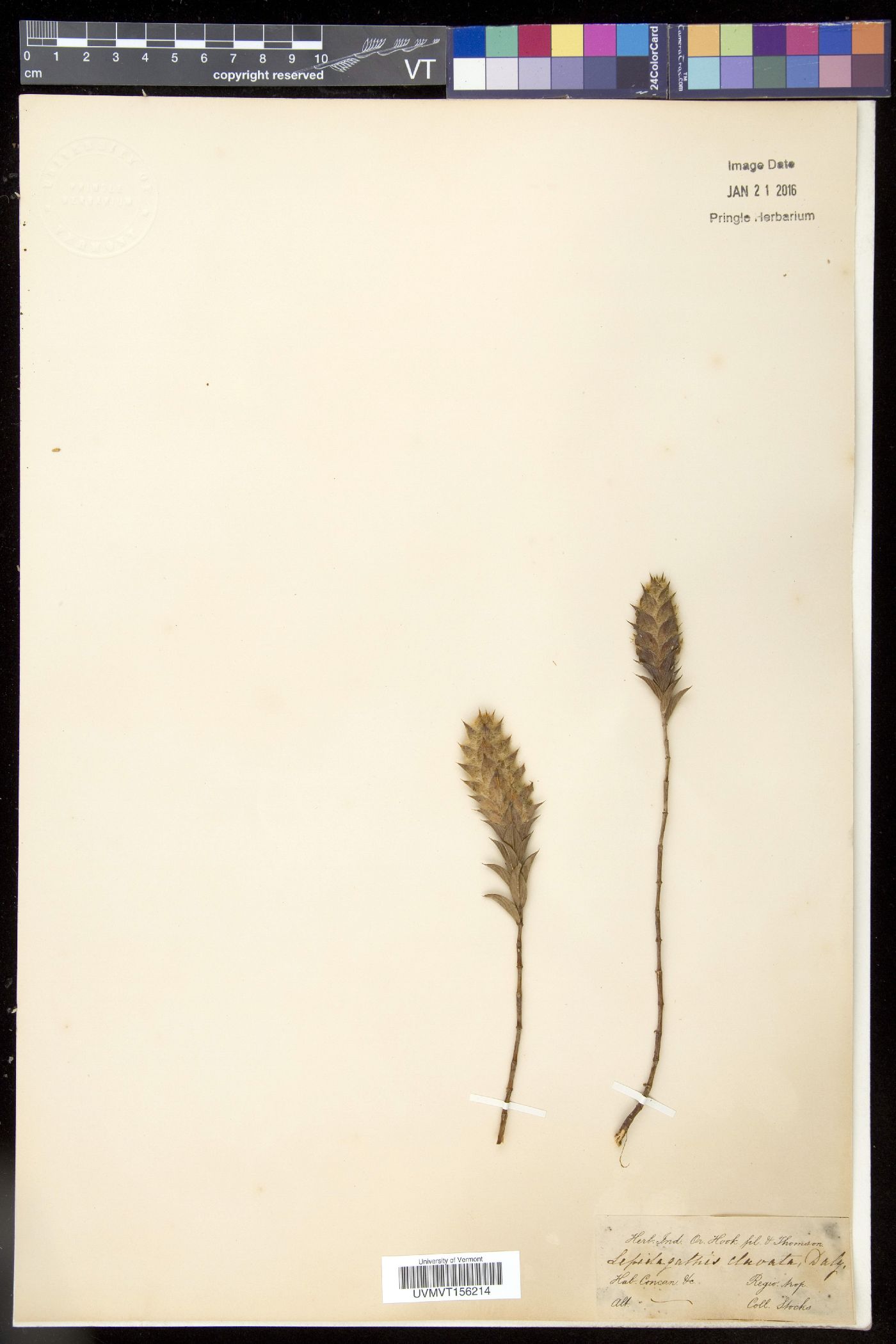 Lepidagathis clavata image