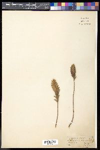 Media resource of Lepidagathis clavata