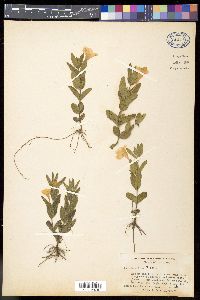 Ruellia caroliniensis subsp. ciliosa image
