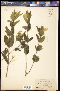 Ruellia caroliniensis image