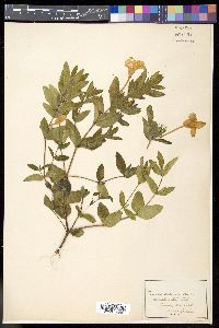 Ruellia caroliniensis subsp. ciliosa image