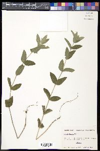 Ruellia humilis image