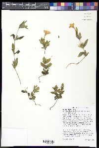 Ruellia humilis image