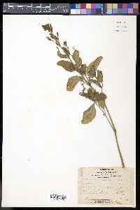 Ruellia ciliatiflora image