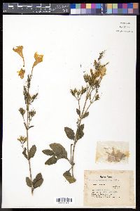 Ruellia pedunculata image
