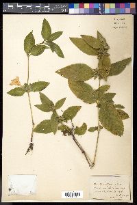 Ruellia strepens image