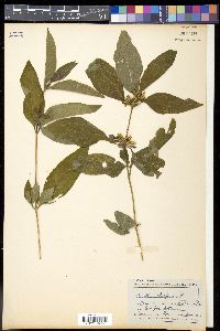 Ruellia strepens image
