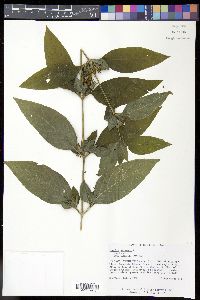 Ruellia strepens image
