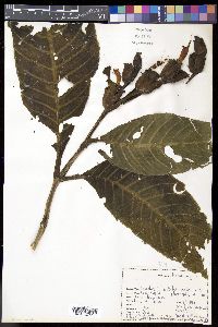 Sanchezia nobilis image