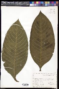 Sanchezia nobilis image