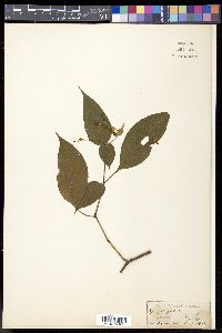 Strobilanthes persicifolia image