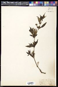Strobilanthes persicifolia image