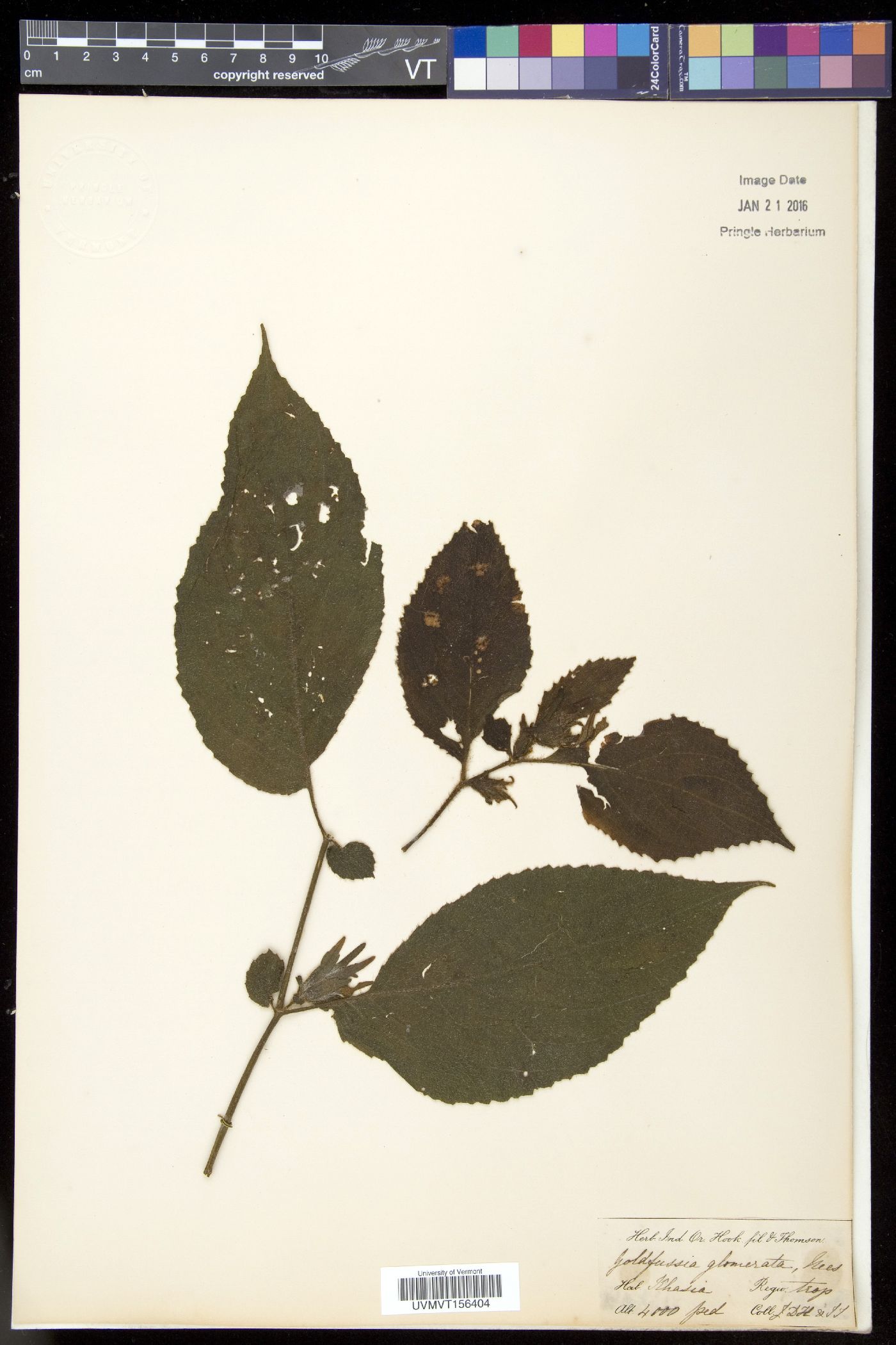 Strobilanthes glomerata image