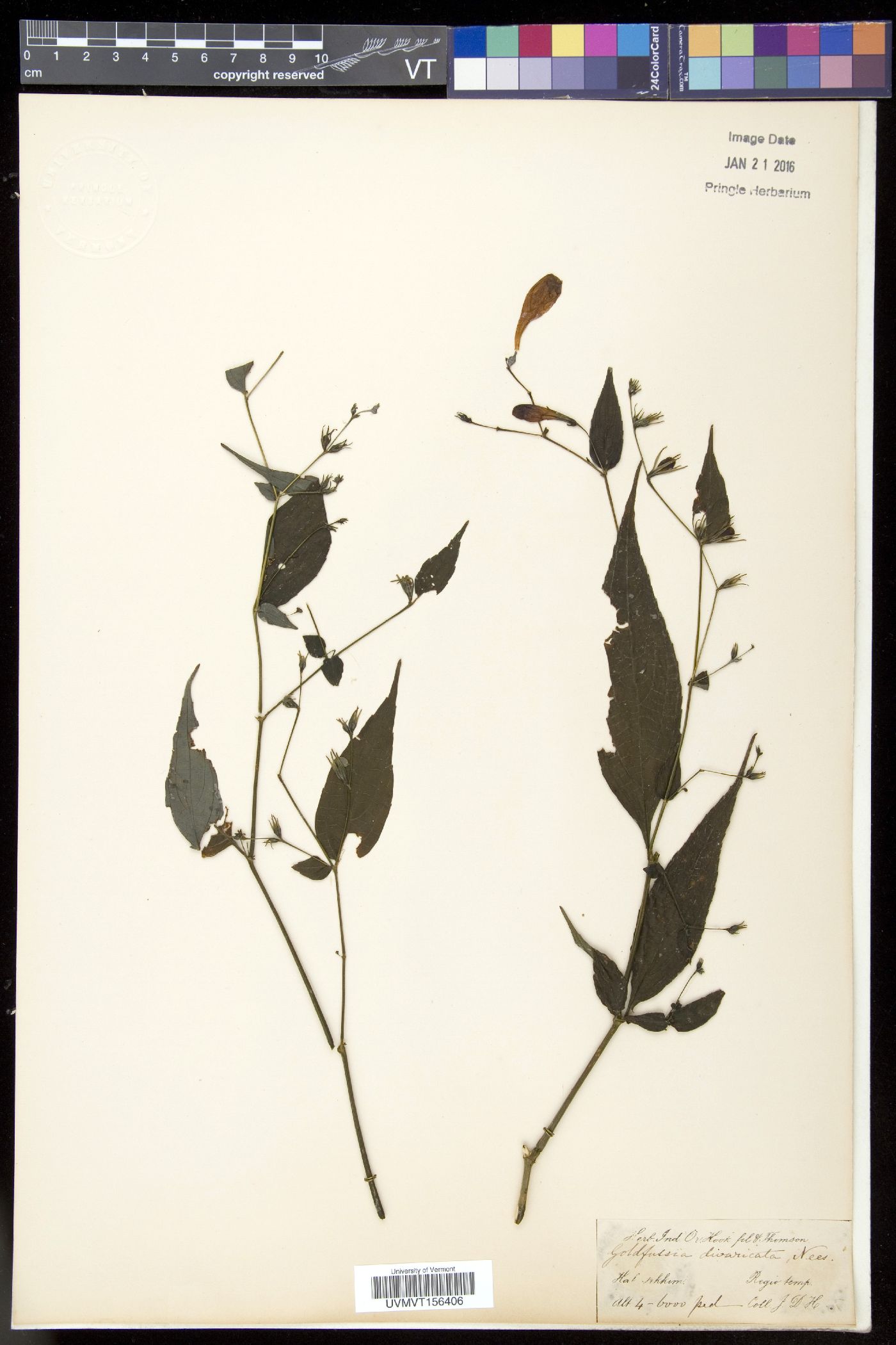Strobilanthes divaricata image