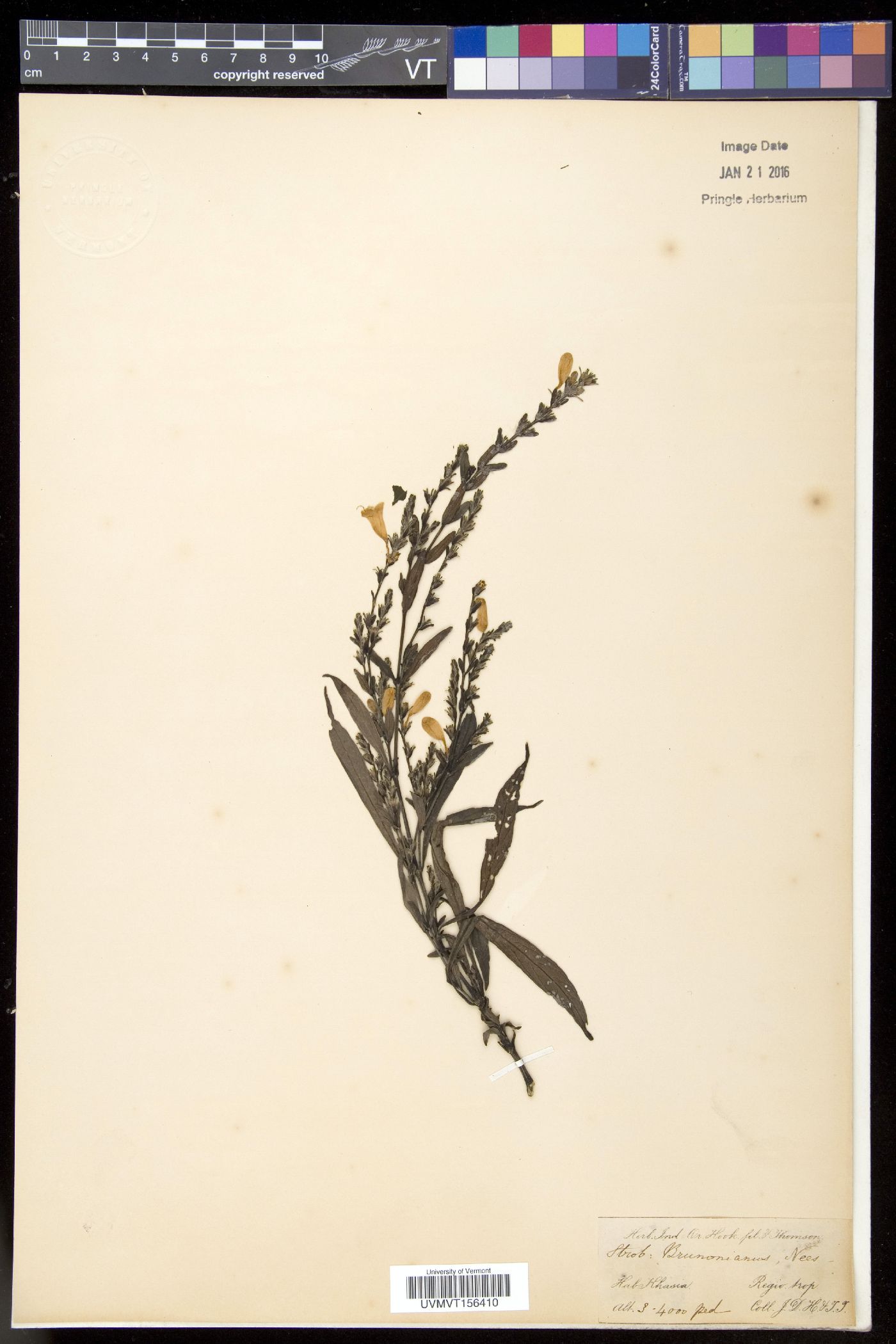 Strobilanthes brunonianus image