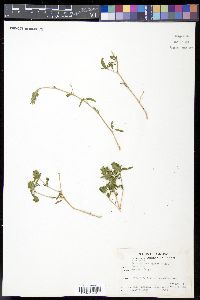 Tetramerium nervosum image