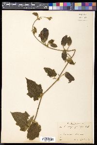 Thunbergia grandiflora image