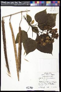Catalpa bignonioides image