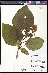 Catalpa bignonioides image