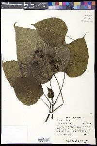 Catalpa bignonioides image