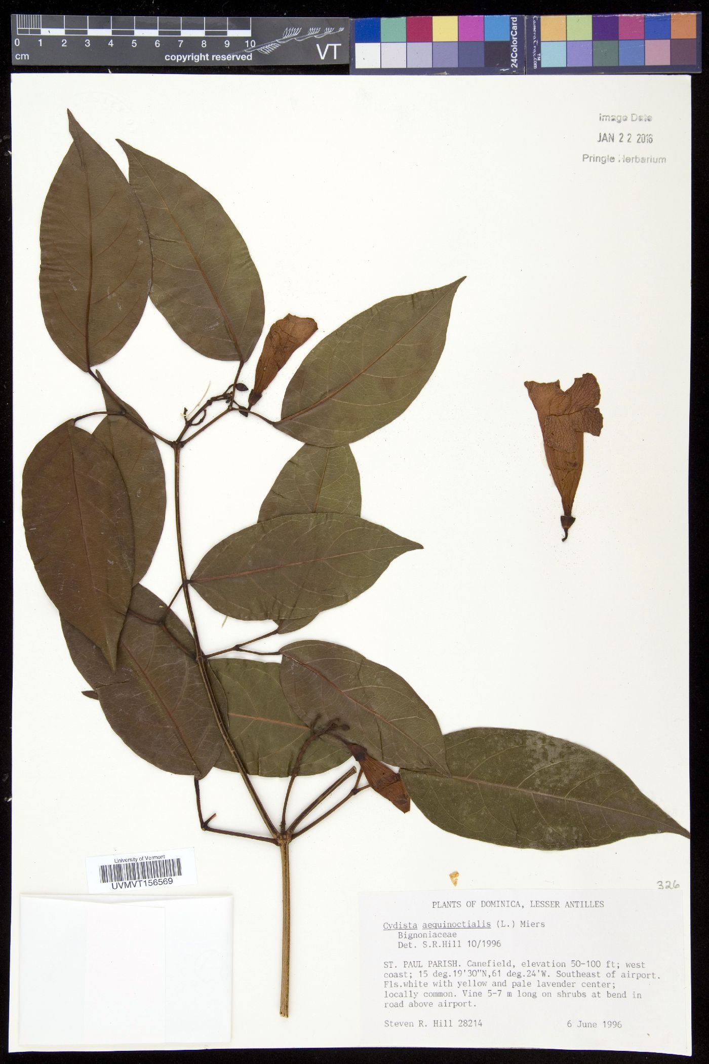 Cydista aequinoctialis image