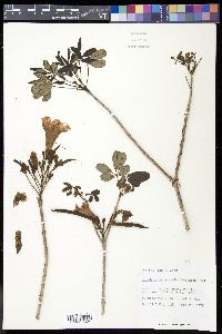 Tabebuia bahamensis image