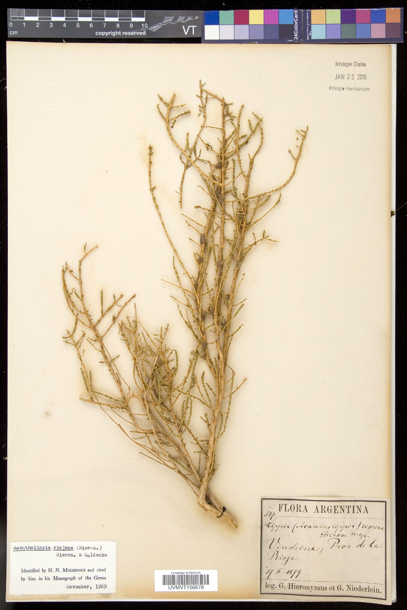Acantholippia image