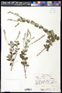 Aloysia macrostachya image