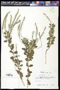 Aloysia macrostachya image