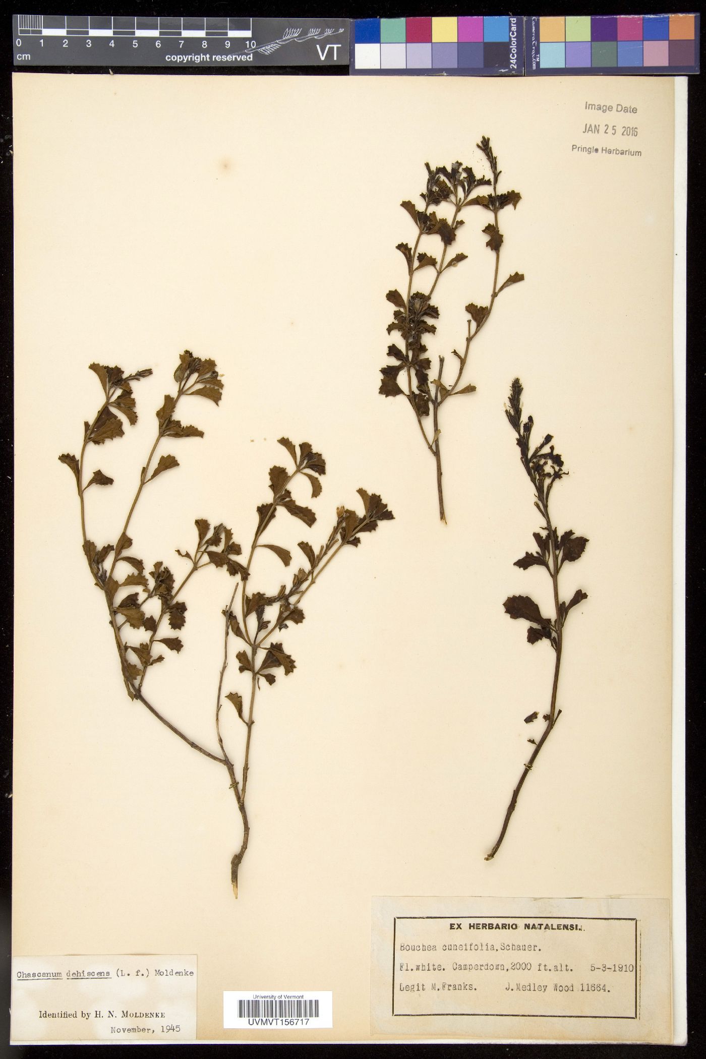 Chascanum image