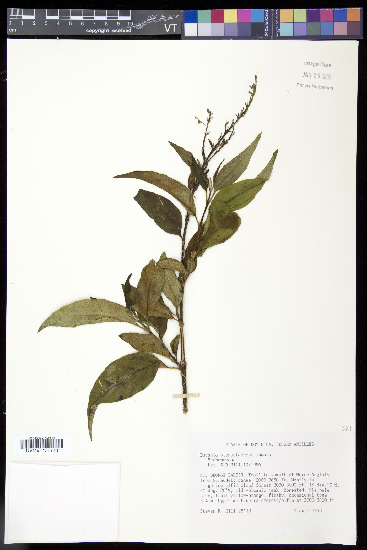 Duranta stenostachya image
