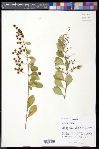 Duranta erecta image