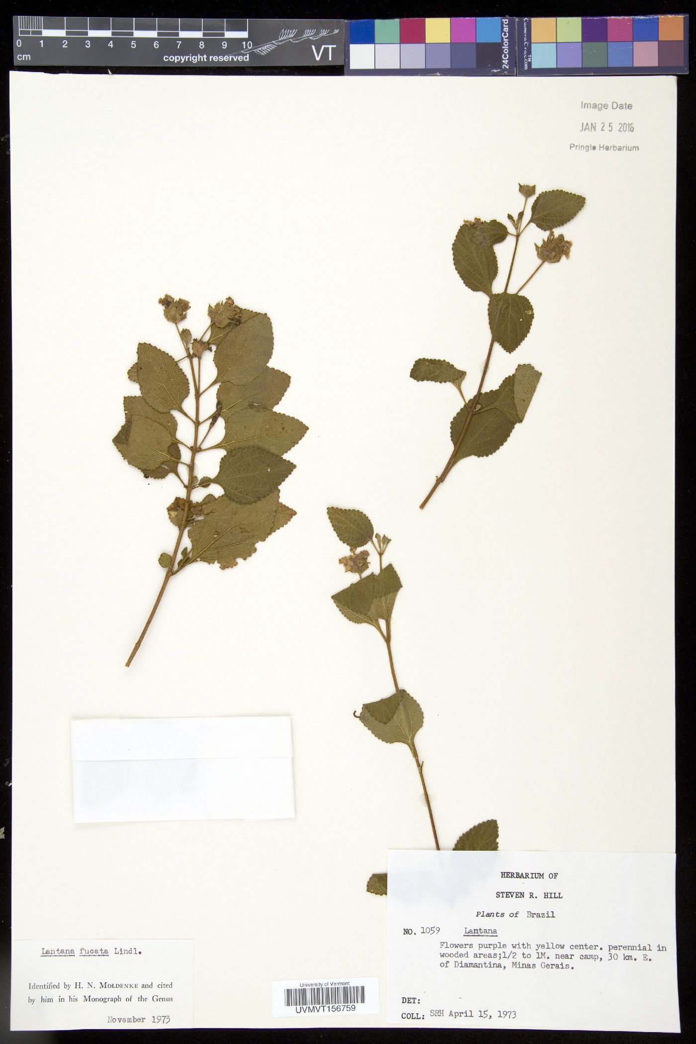 Lantana fucata image