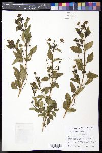Lantana bahamensis image